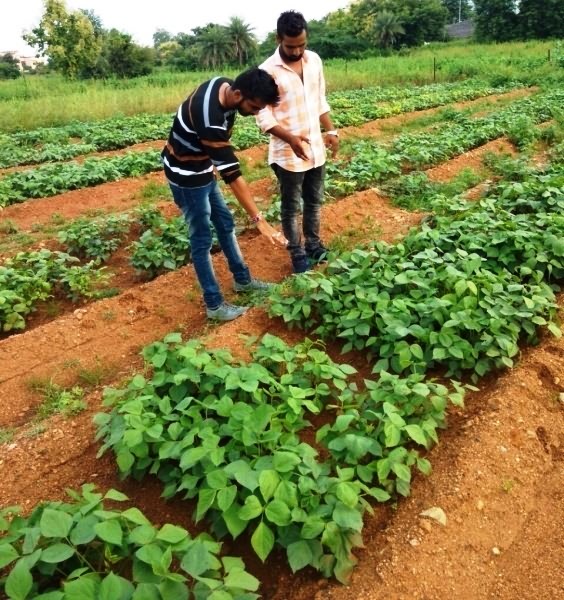 Blackgram or urad ki kheti