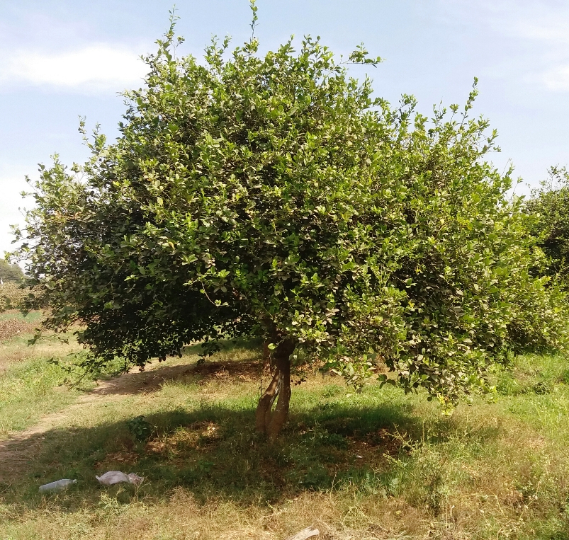 Citrus fruit cultivation in Malwa