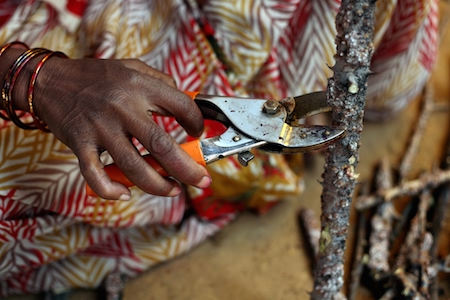 Kusum Lac ki kheti