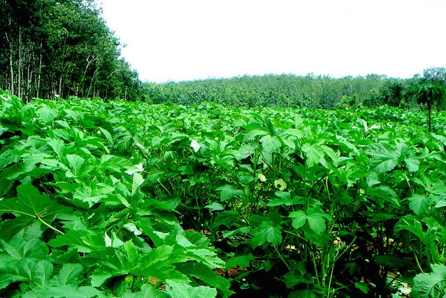 Okra cultivaiton