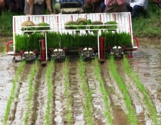 Paddy transplanter