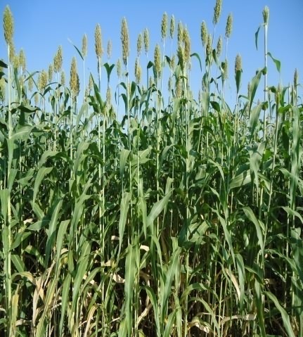 Multi harvesting sorghum fodder crop cultivation techniques 