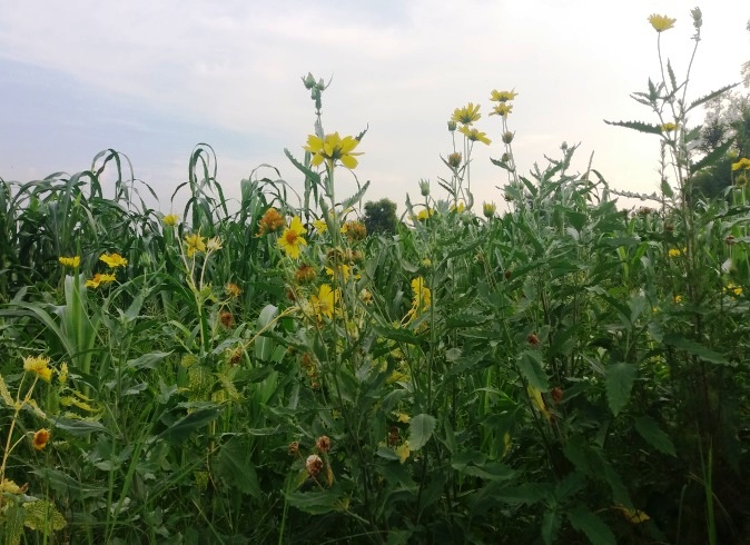 Weed in Kharif crop