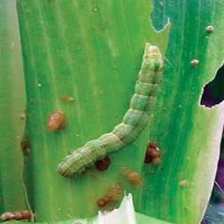 Leaf eating caterpillar of Banana