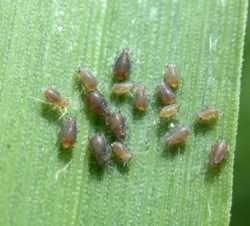 Banana Aphid