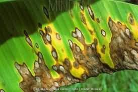 Sigatoka Leaf spot in Banana