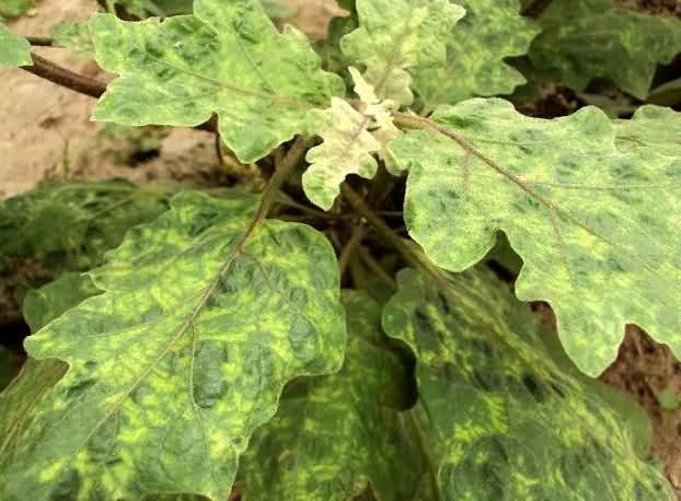 Mosaic in Brinjal