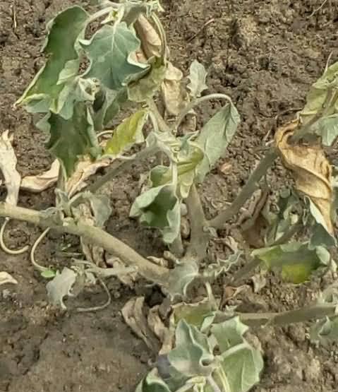 Bacterial wilt in brinjal