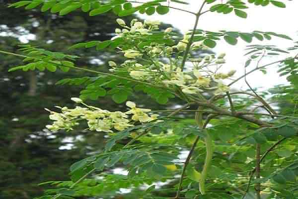 Sahajan tree