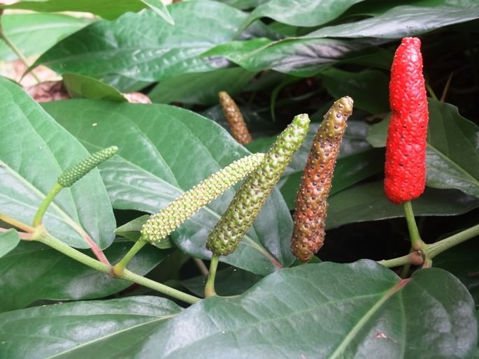 Pepper spike at different stages