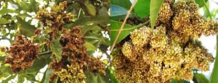 Mango flower malformation disease.