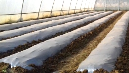 Plastic Mulching in Horticulture