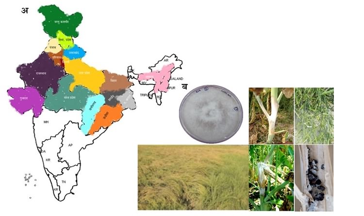 स्क्लेरोटिनिया जीवाणु बाद में पौधों की कोशिकाओं व उत्तकों पर अपना विस्तार करते हैं, तथा अधिक मात्रा में स्क्लेरोशिया उतपन्न करते हैं