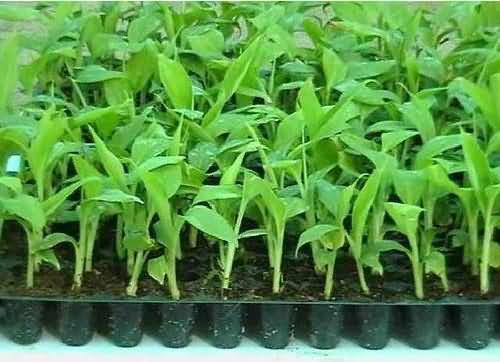 Tissue cultured banana plant for hardening