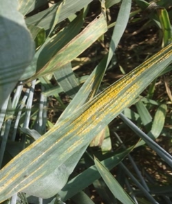 Yellow strip rust on wheat leaf