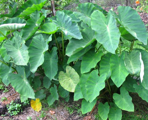 Colocasia esculenta crop in hindi