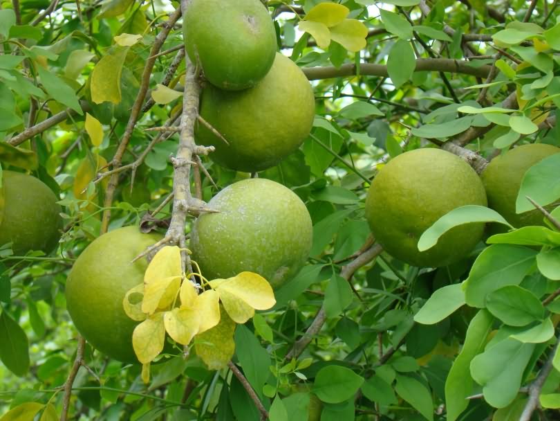 Bael (Wood apple) production technique. - Krishisewa