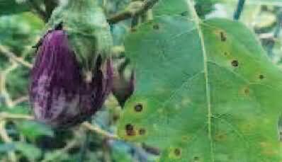 Cercospora leaf spot in Brinjal