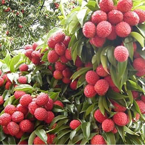 Litchi dense orcharding