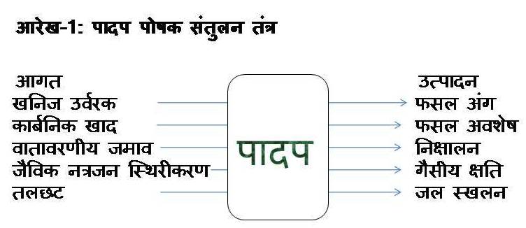 Plant nutrient balance mechanism