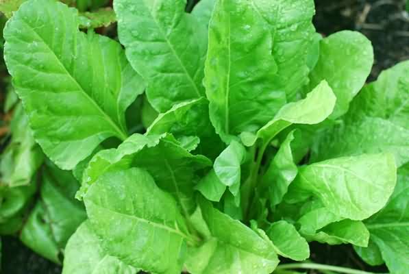 Modern Cultivation Techniques of Spinach  