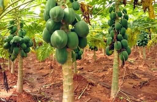 Papaya plants