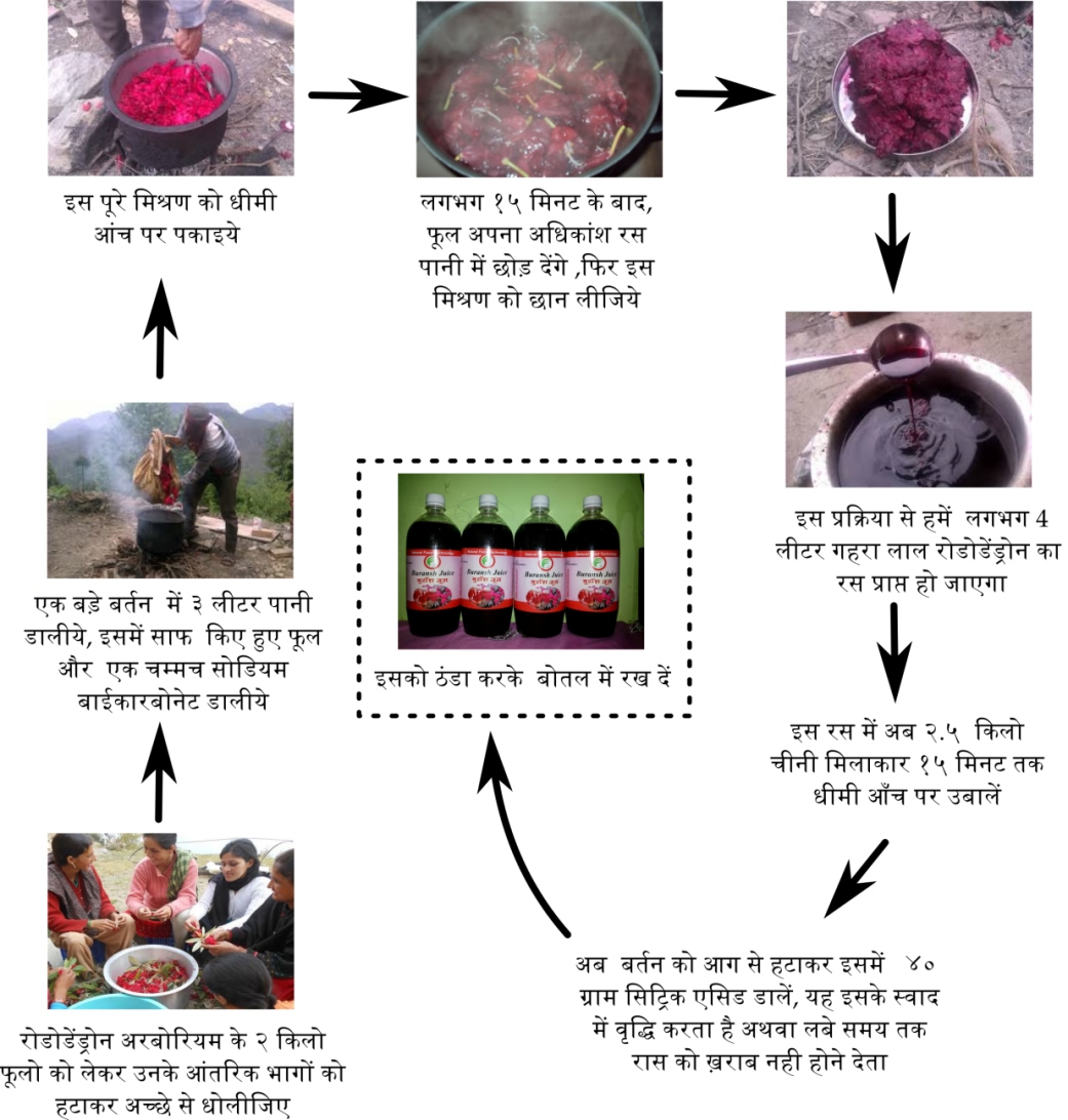 रोडोडेंड्रोन आर्बोरियम के फूल से स्क्वाश बनाना