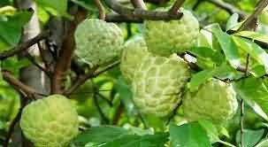 Custard Apple cultivation technique