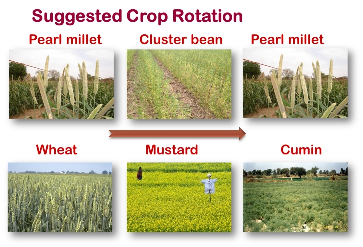 Suggested crop rotations