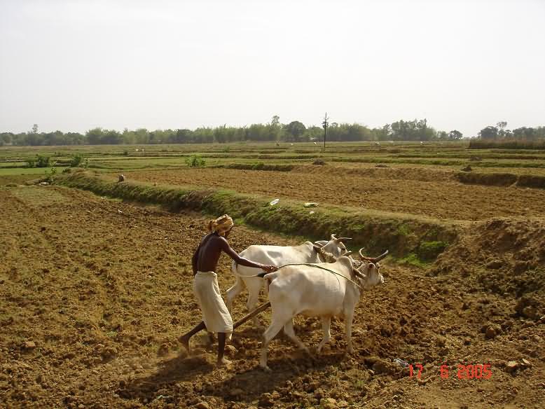 Summer ploughing