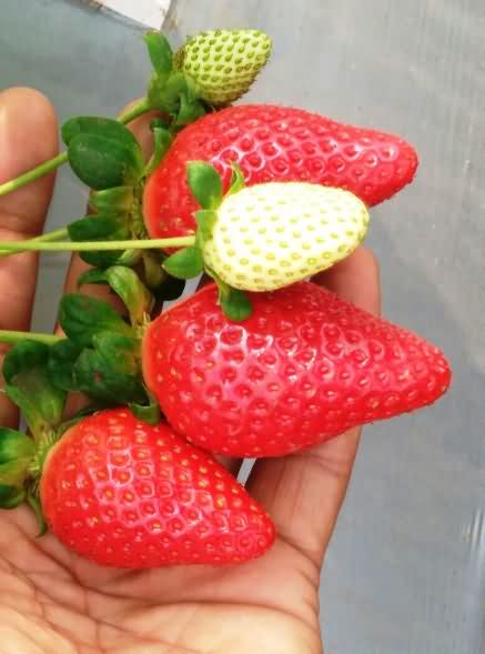 Strawberry fruits