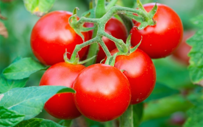 Tomato crop