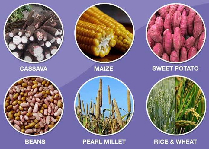 Staple crops for biofortification