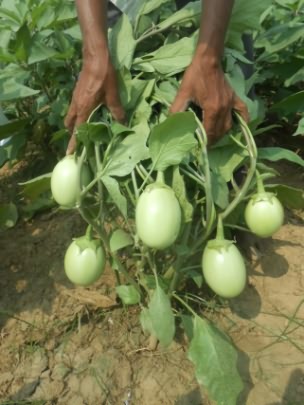 Pusa Hara Baingan 1 variety of Brinjal