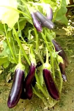 Pusa Oishiki (DBL-175) variety of Brinjal