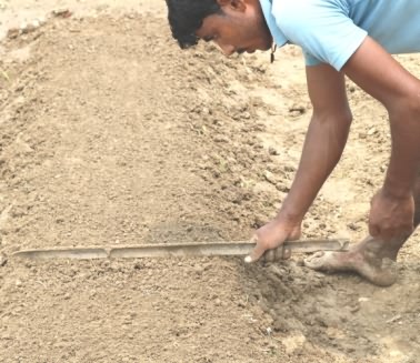 Raised bed for brinjal Nursery 