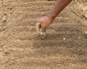 Seed sowing for raising brinjal seedlings