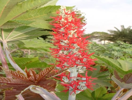 Pistillate flower