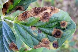 Alternaria leaf spot disease of cluster bean