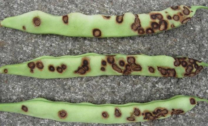 Anthracnose disease in Guar