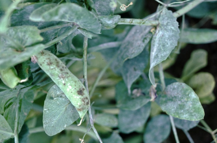 Powdery Mildew disease of cluster bean