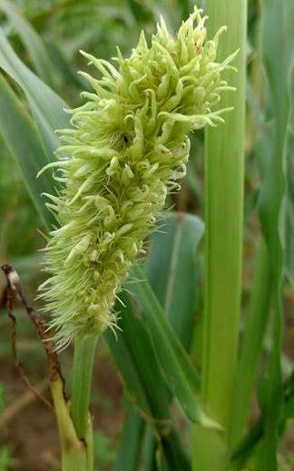Downy mildew in Pearlmillet