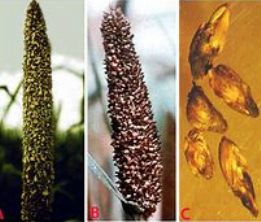 Fungal Disease Ergot in Bajra, Pearl Millet