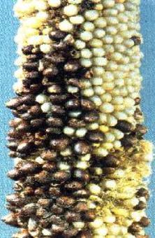 Pearl Millet infected with Smut disease