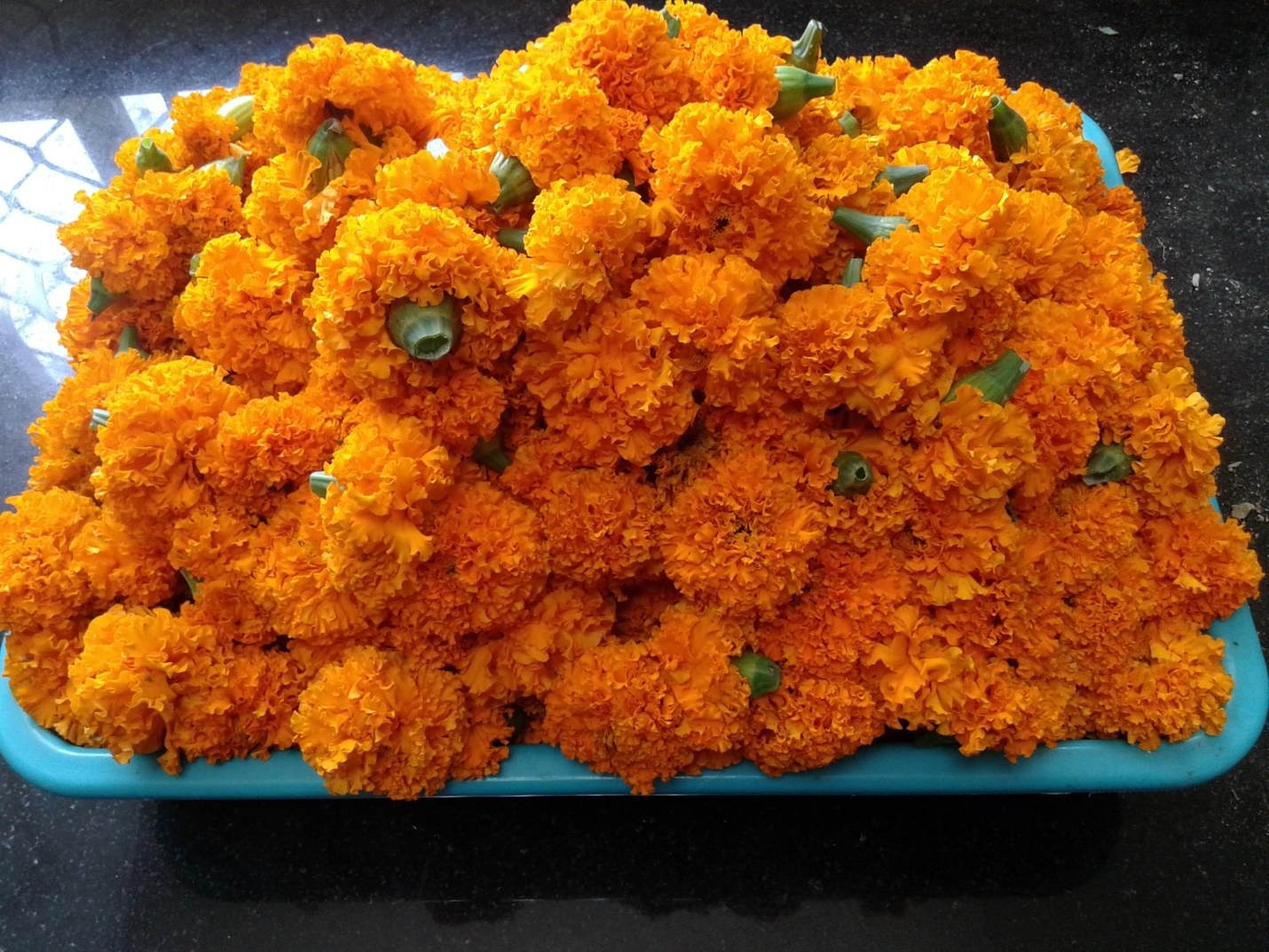 Marigold flowers