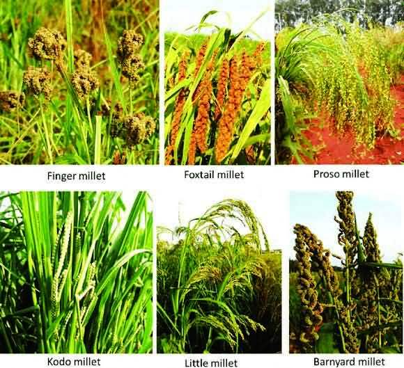 Orphan millet crops