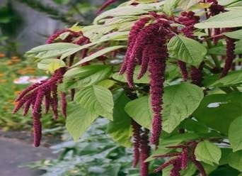 Orphan crop Amaranthus