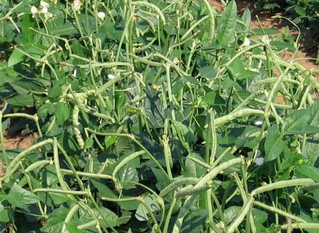 Orpahn Pulses Cowpea