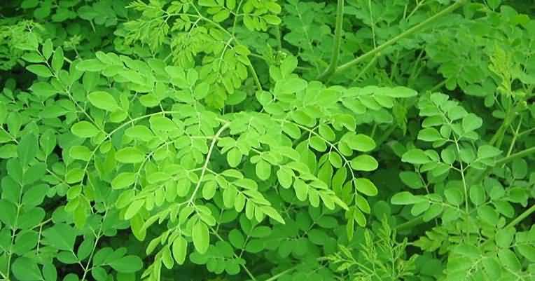 Orphan vegetable Moringa