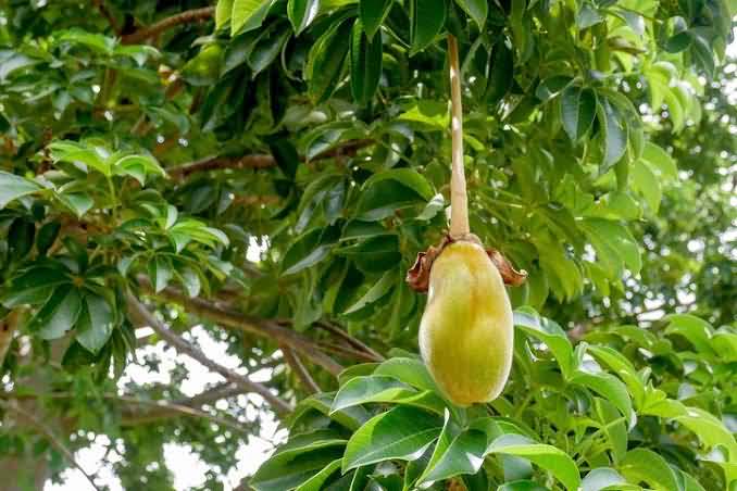 Baobab